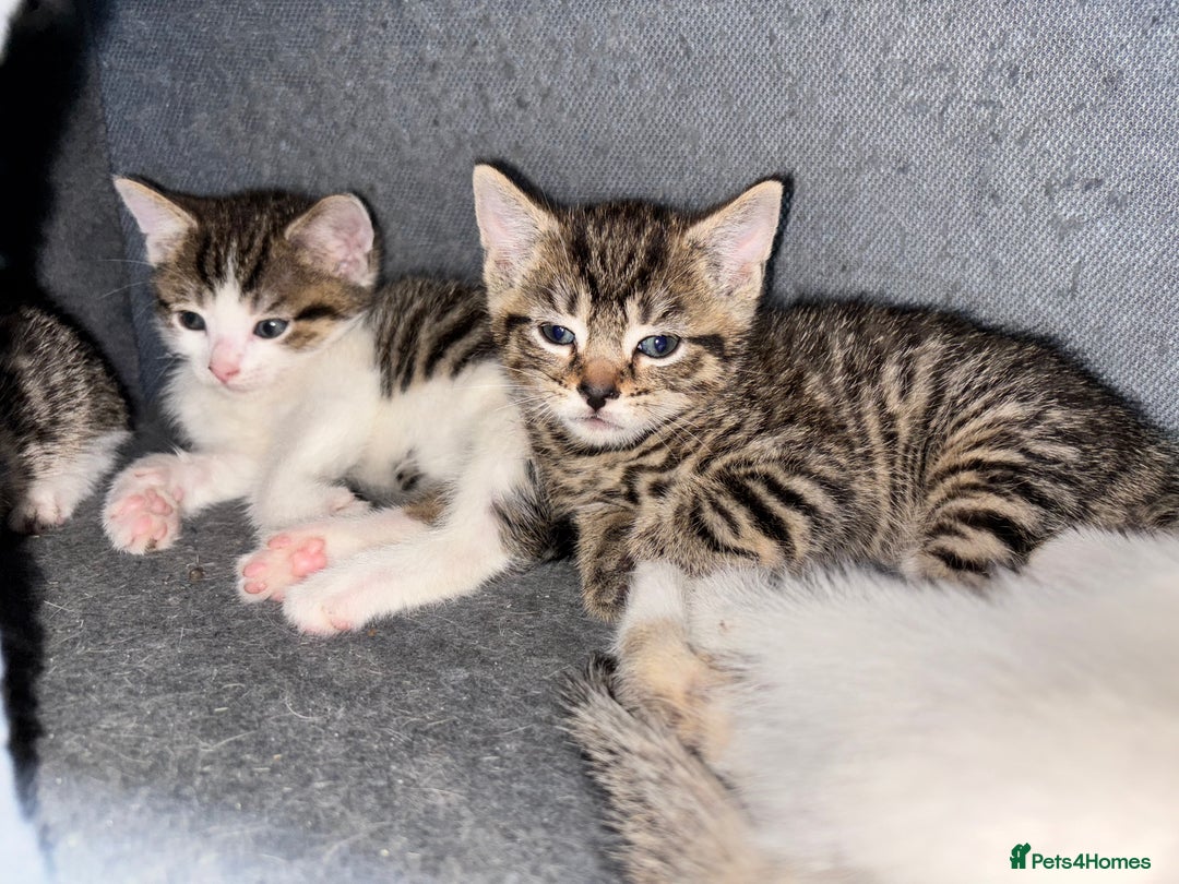 Mixed Breed cats for sale: Gorgeous kittens for sale ready for loving home  - Image 4