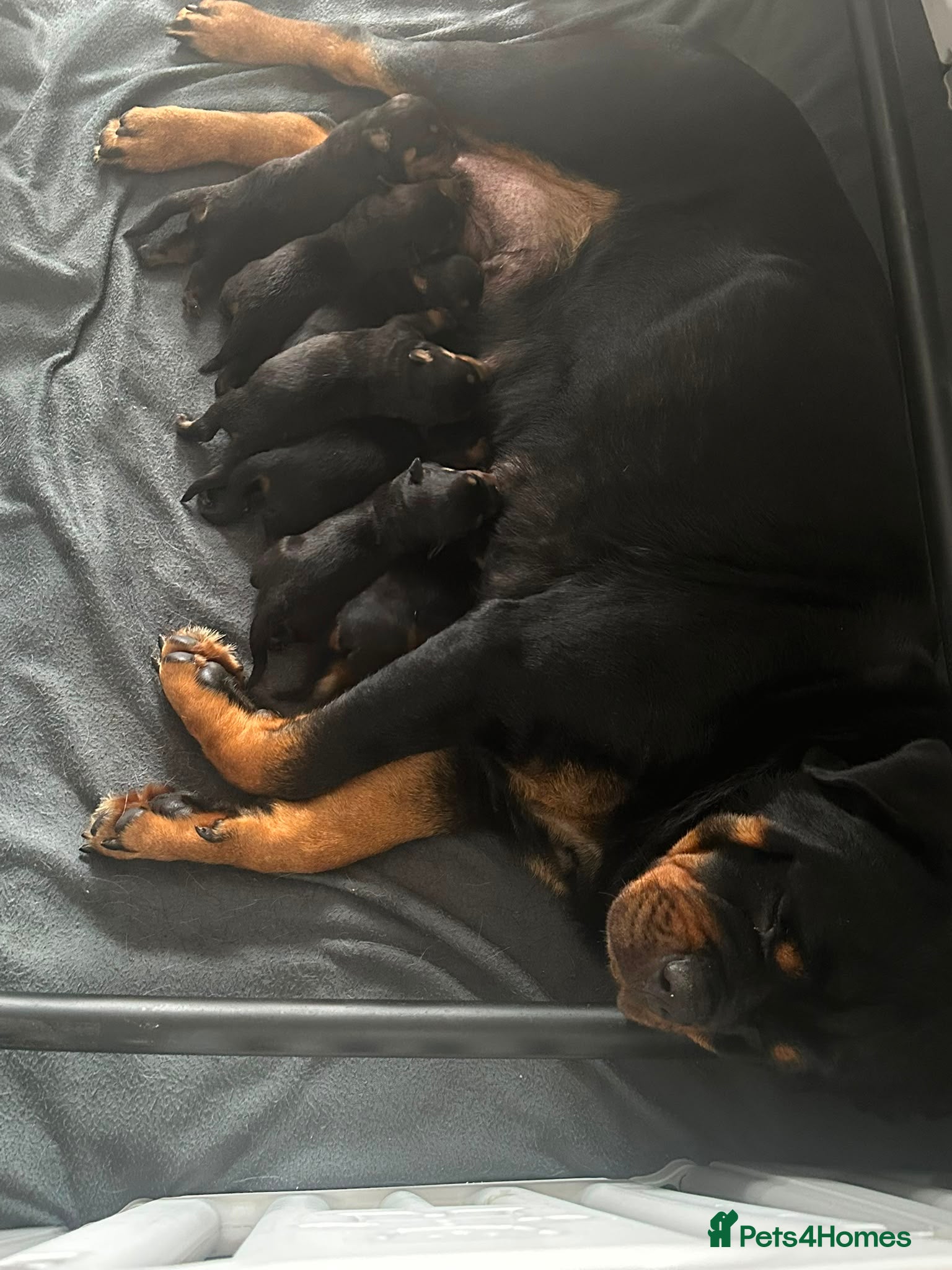 Rottweiler dogs Top quality KC Reg Rottweiler puppies  - Advert 1