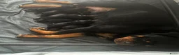 Rottweiler dogs for sale: Top quality KC Reg Rottweiler puppies  - Advert 1