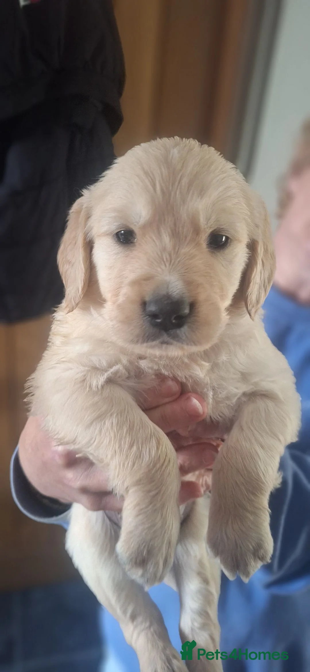 Golden Retriever dogs for sale: Gorgeous goldens - Advert 7