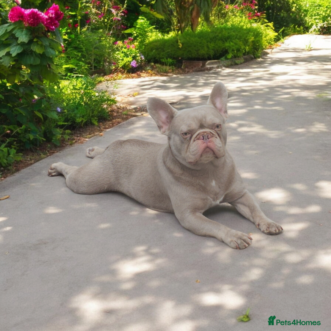 French Bulldog dogs for sale: KANO (RETIRED) LOOKING FOR HIS 5* HOME - Advert 4