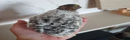 Quail poultry for sale: Pansy Fee, Pearl Fee, Italian Coturnix Quail in North Shields - Advert 3