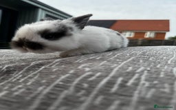 Mini Lop rabbits for sale: Mini Lop Babies ready to reserve - Image 19