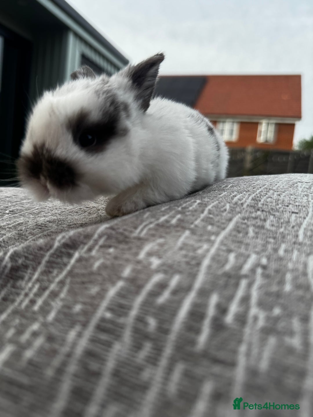 Mini Lop rabbits for sale: Mini Lop Babies ready to reserve - Image 19