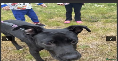 Mixed Breed dogs - Advert 4