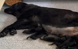 Labrador Retriever dogs for sale: Labrador puppies  - Advert 7