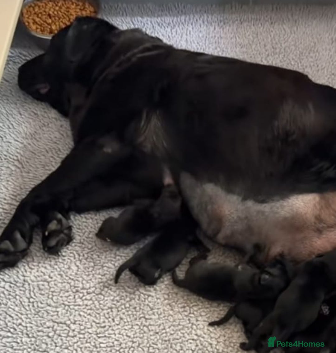 Labrador Retriever dogs for sale: Labrador puppies  - Advert 7