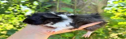 Guinea Pig rodents for sale: LOTS !!! very Friendly baby boy guinea pigs 🩵 - Advert 10