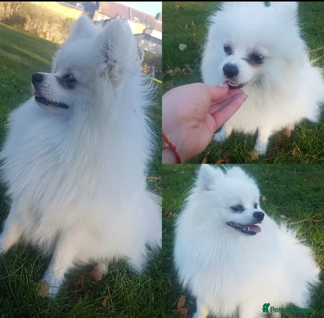 Pomeranian dogs for stud:  White Pomeranian dog “Proven, experienced STUD” in Ilford - Advert 15