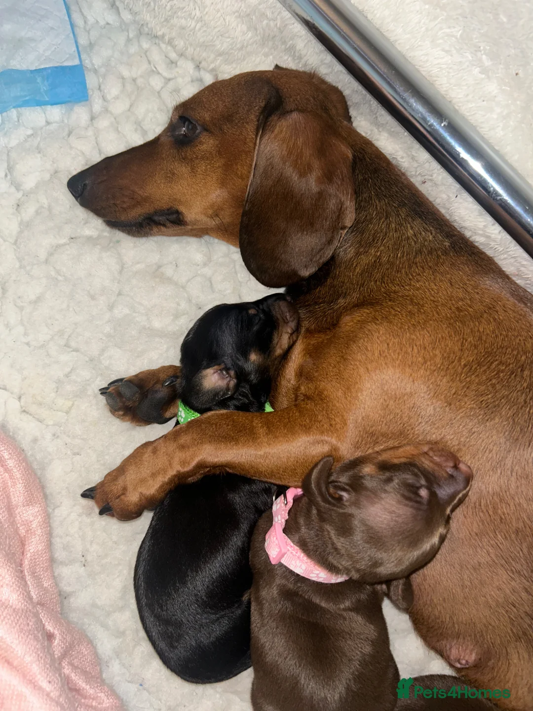 Dachshund dogs for sale: Gorgeous standard dashchund puppies for sal - Advert 2