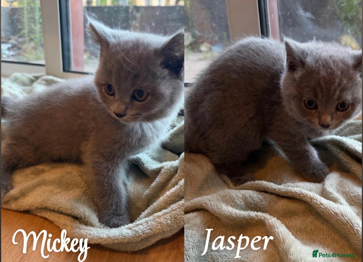 British Shorthair cats Beautiful Purebred British Shorthair kittens - Advert 5