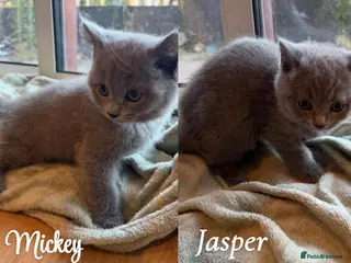 British Shorthair cats Beautiful Purebred British Shorthair kittens - Advert 4