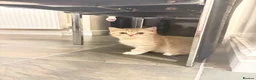 British Shorthair cats for sale: Beautiful British shorthair kittens  - Advert 5