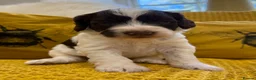 Mixed Breed dogs for sale: Ready Sunday, Miss Red, Mini MegaCoat Schnockerpoo - Advert 17