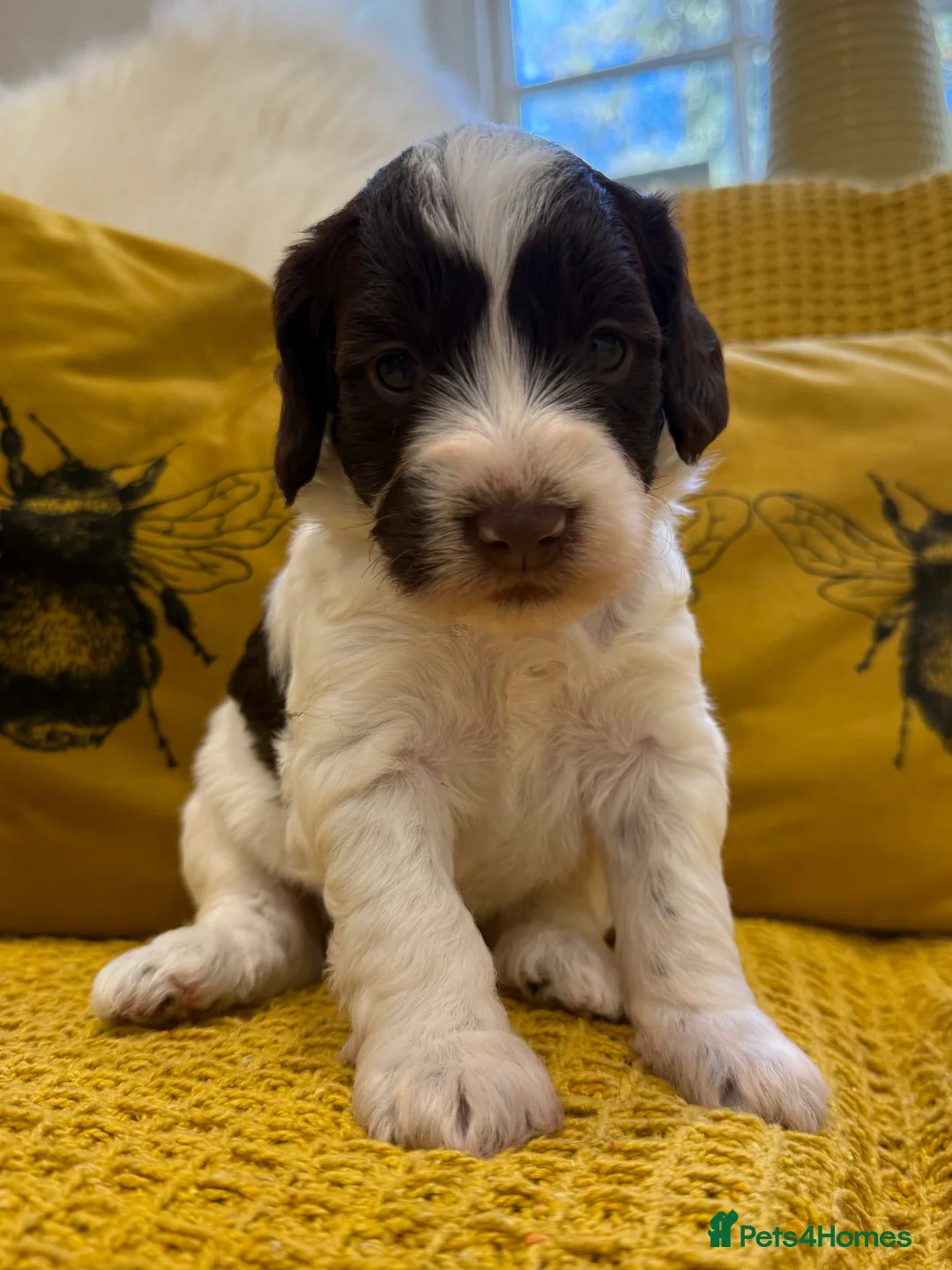 Mixed Breed dogs for sale: Ready Sunday, Miss Red, Mini MegaCoat Schnockerpoo - Advert 17