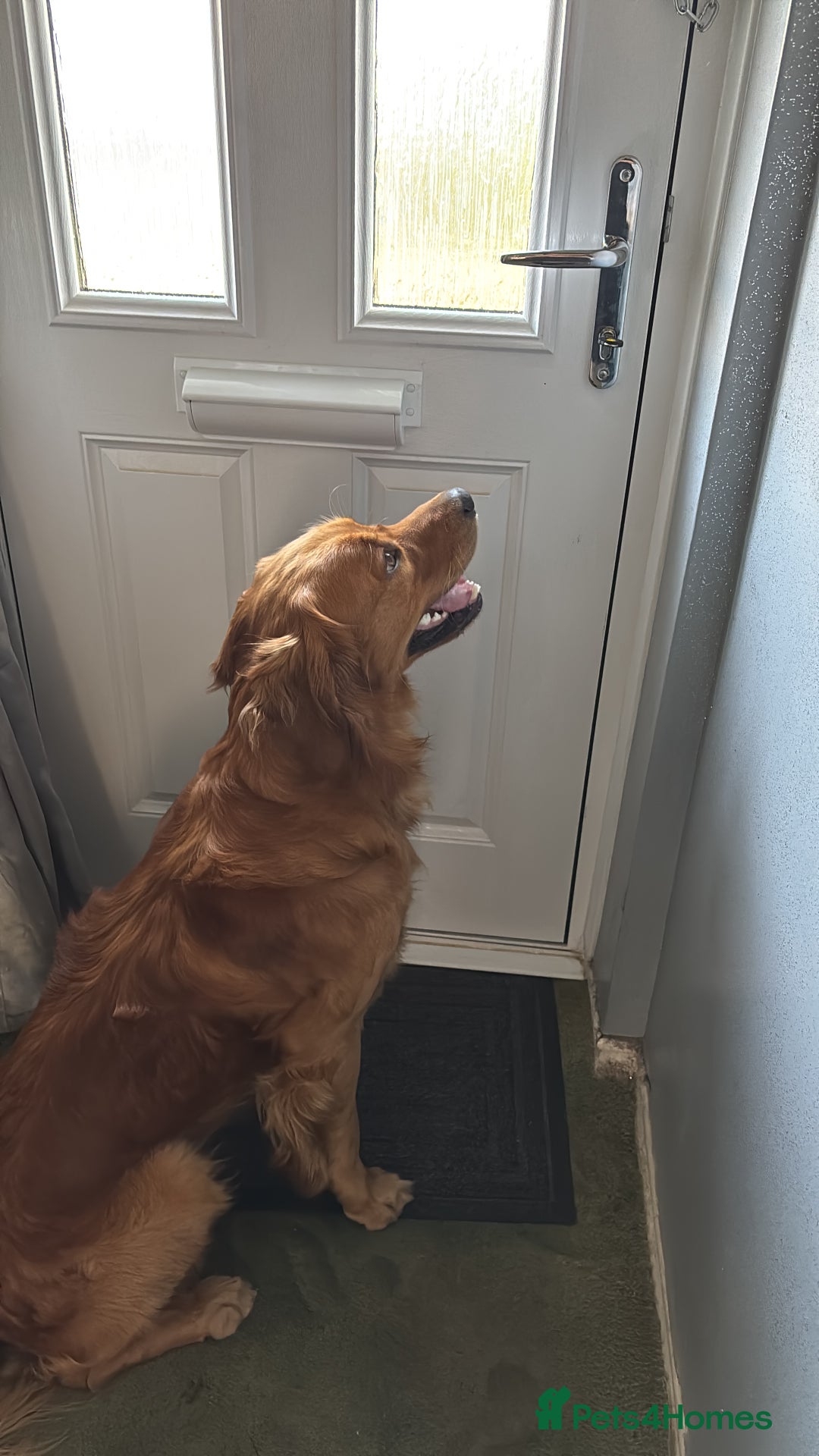 Golden Retriever dogs for stud: Handsome Golden Retriever for Stud - Advert 9