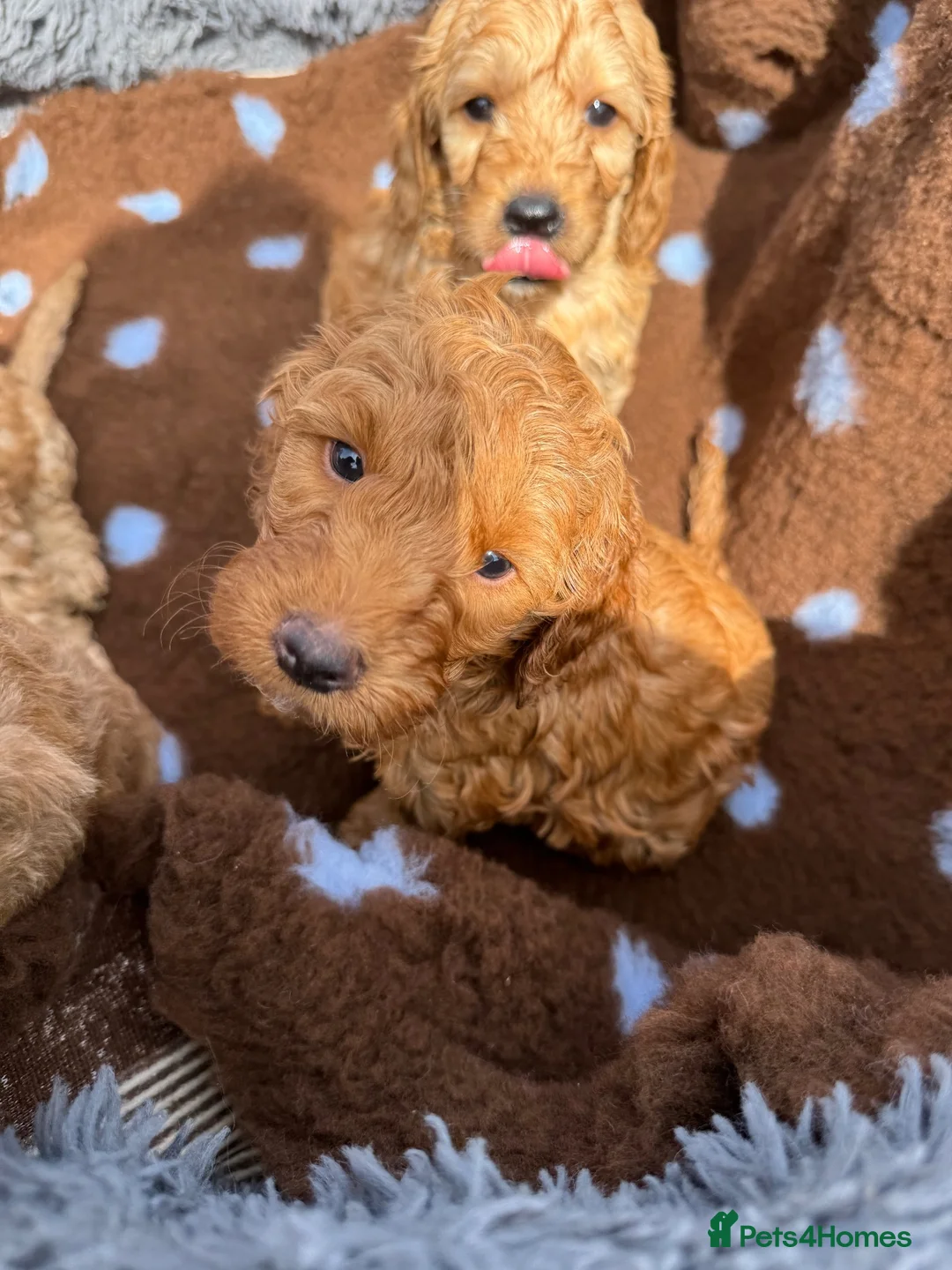 Cockapoo dogs for sale: Licensed Breeder🌟Beautiful  Red cockerpoos  in Sandy - Advert 5