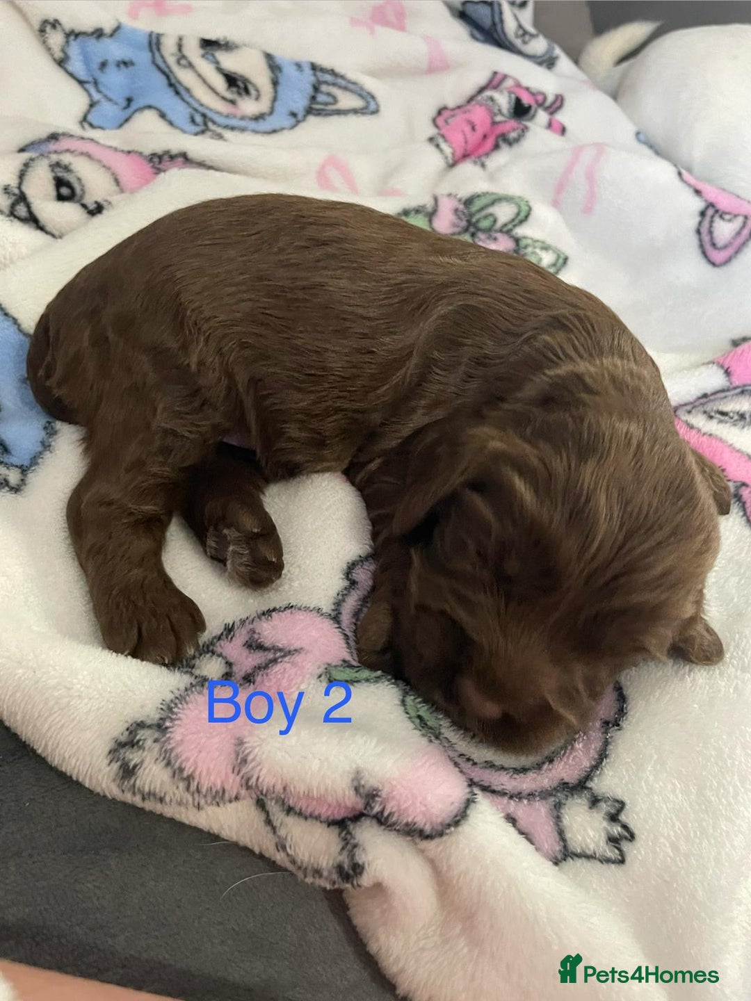 Cockapoo dogs for sale: Beautiful litter of 2 boys 2 girls - Advert 4