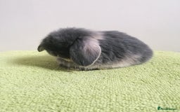 Mini Lop rabbits for sale: Beautiful Mini Lop Baby Rabbits  - Image 2