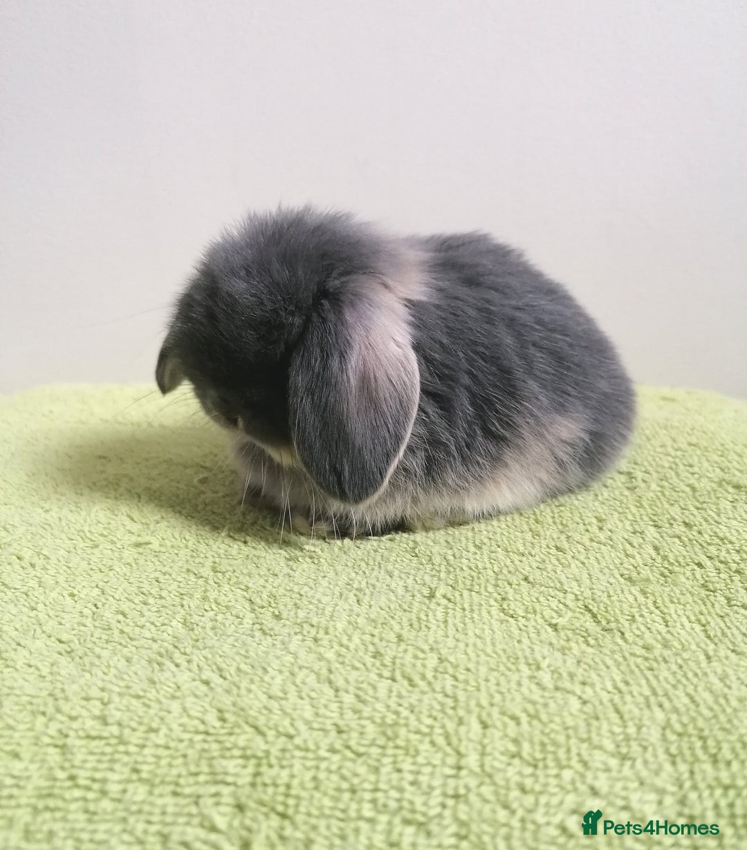 Mini Lop rabbits for sale: Beautiful Mini Lop Baby Rabbits  - Image 2