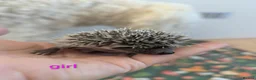 Pygmy Hedgehog rodents for sale: African pygmy hedgehog babies - regularly for sale - Advert 3