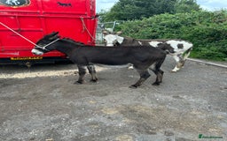 Donkey livestock for sale: 5 year old gelding donkeys  - Image 12