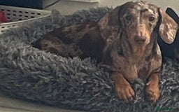 Dachshund dogs for sale: Miniature dachshund  - Image 20