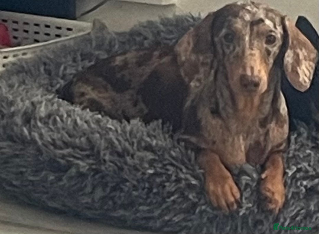 Dachshund dogs for sale: Miniature dachshund  - Image 20