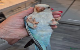 Parrots birds for sale: Handreared DNA tested baby Quaker Parrots  - Image 9