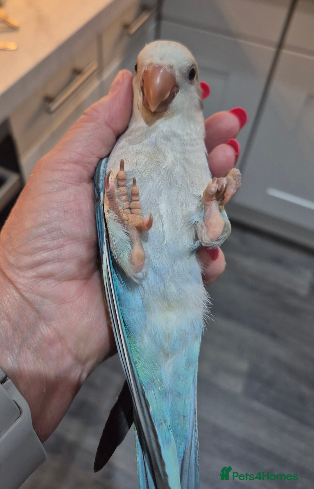 Parrots birds for sale: Handreared DNA tested baby Quaker Parrots  - Image 9