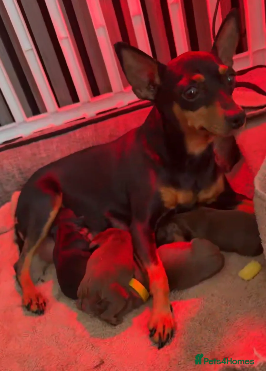 Miniature Pinscher dogs for sale: Chocolate miniature pinschers to err in Stockport - Advert 2