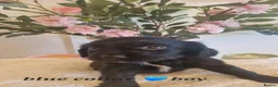 Sprocker dogs for sale:  Beautiful Sprocker puppies  in Pontypool - Advert 7