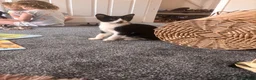 Mixed Breed cats for sale: Kitten for sale in Grantham - Advert 3