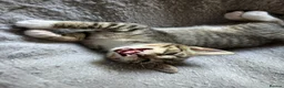 Mixed Breed cats for sale: 4 Gorgeous tabby kittens, 2 with white features - Advert 14