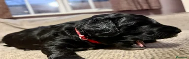 Miss Black Tuxedo