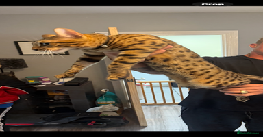 Bengal cats - Advert 15