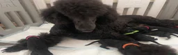 Standard Poodle dogs for sale: West London Standard Poodles - Advert 17