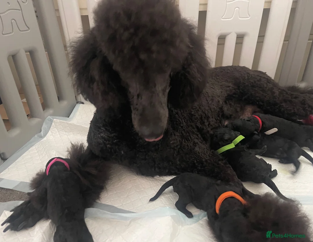 Standard Poodle dogs for sale: West London Standard Poodles - Advert 17