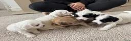 Mixed Breed dogs for sale: 4 female cockapoo x Shih Tzu puppies  - Advert 28