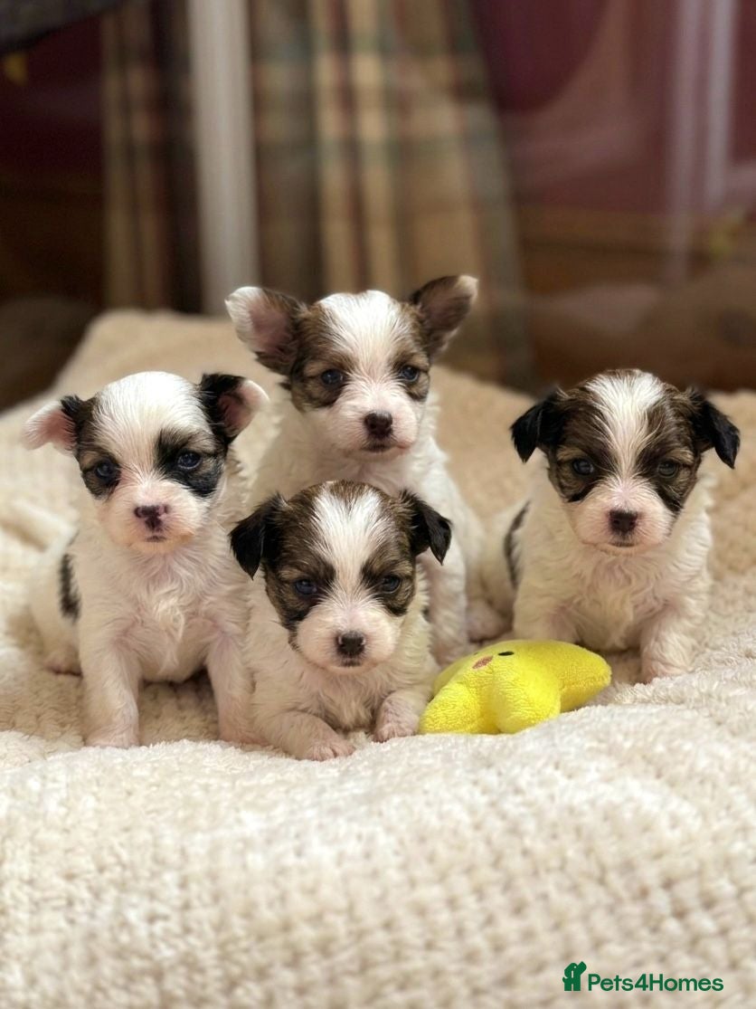 Papillon dogs Beautiful KC Registered and Health Tested Puppies - Advert 16