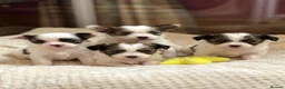 Papillon dogs for sale: Beautiful KC Registered Puppies - Only two left! - Advert 1