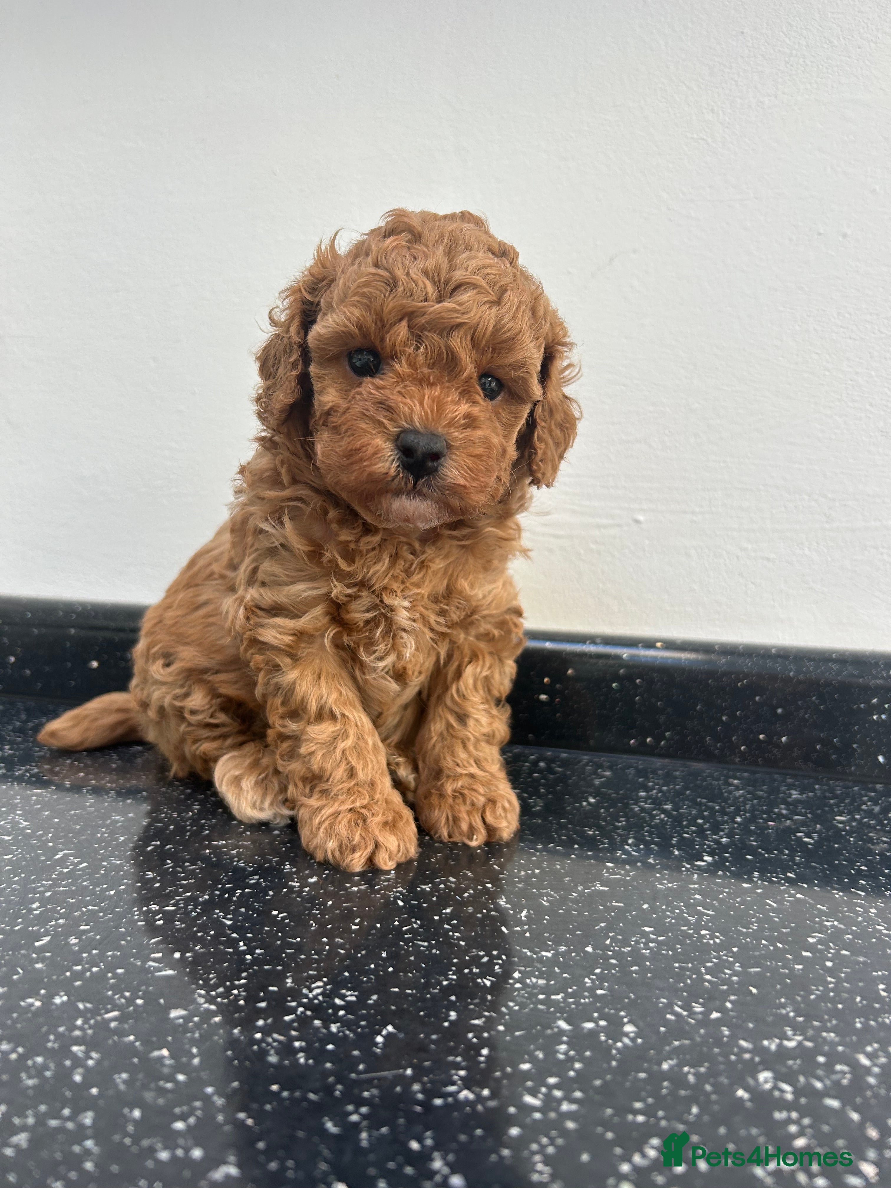 Cavapoo dogs 5*Beautiful Health tested F2b Cavapoo Puppies  - Advert 2