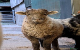 Sheep livestock for sale: Mixed Breeds - this year's stock  - Image 4