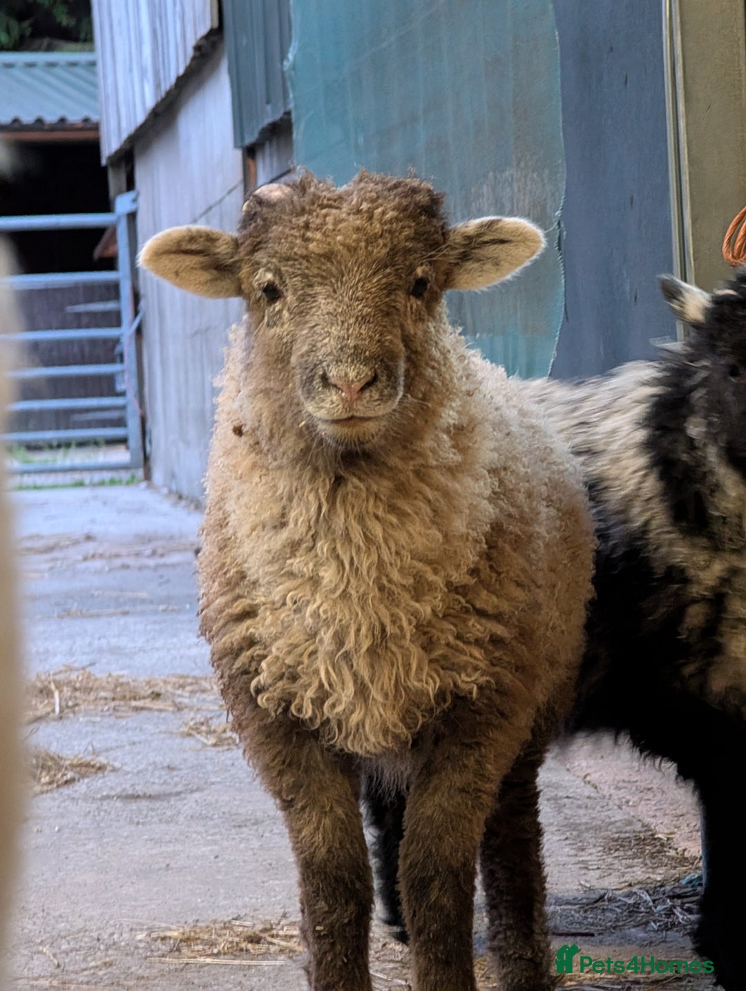 Sheep livestock for sale: Mixed Breeds - this year's stock  - Image 4