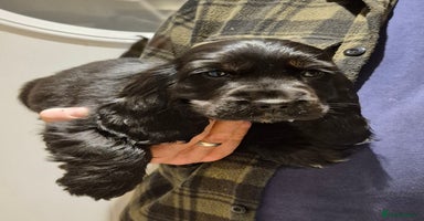 Cocker Spaniel dogs - Advert 14