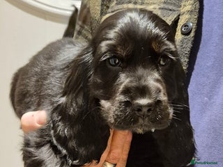 Cocker Spaniel dogs - Advert 31