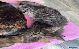 Mixed Breed cats for sale: Cute babies ready to leave  - Image 2