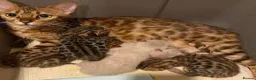 Bengal cats for sale: Bengal beautiful kittens - Advert 2
