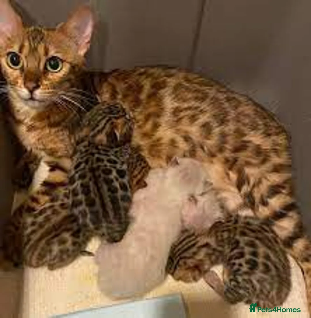 Bengal cats for sale: Bengal beautiful kittens - Advert 2