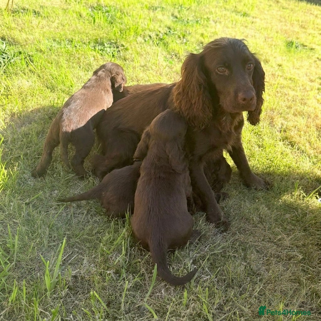 Cocker Spaniel dogs for sale: Cocker spaniel puppies  - Advert 14
